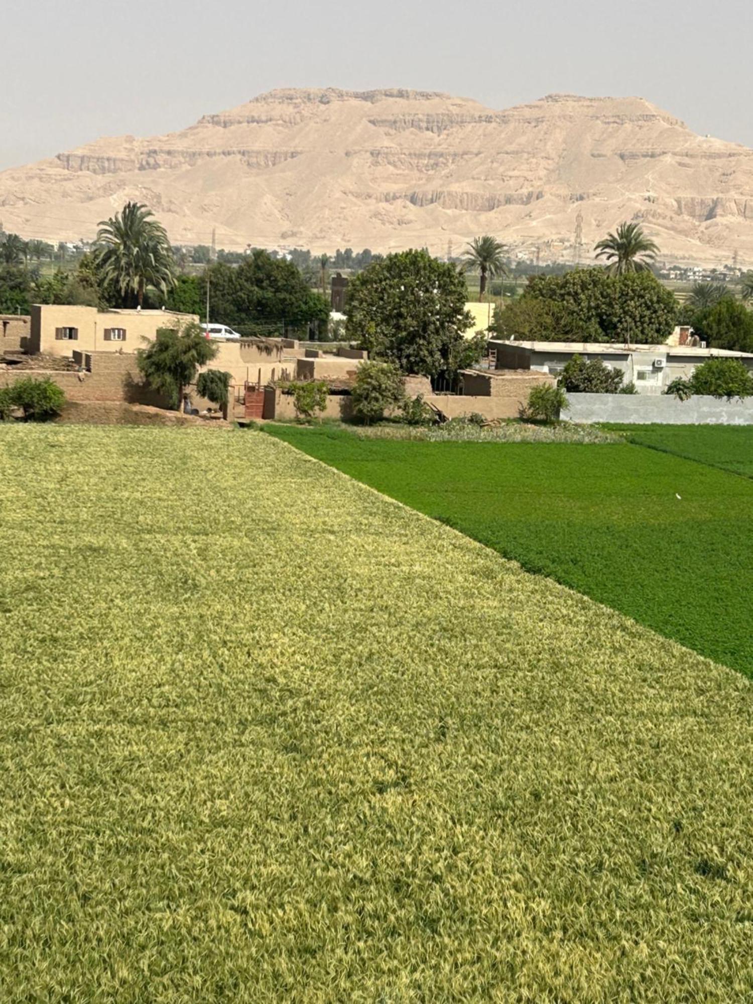 Lemon Tree Apartments Luxor Al Aqalitah Exterior photo