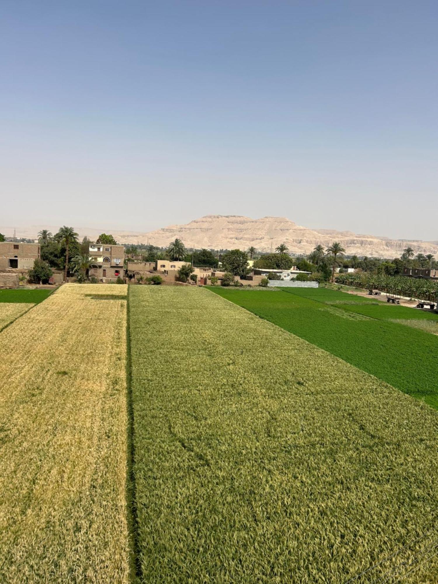 Lemon Tree Apartments Luxor Al Aqalitah Exterior photo